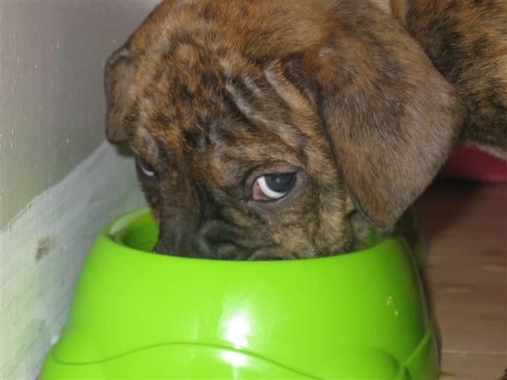 Blanding af racer Bella<3 - 8 uger første gang hun spise hjemme hos os:) billede 11