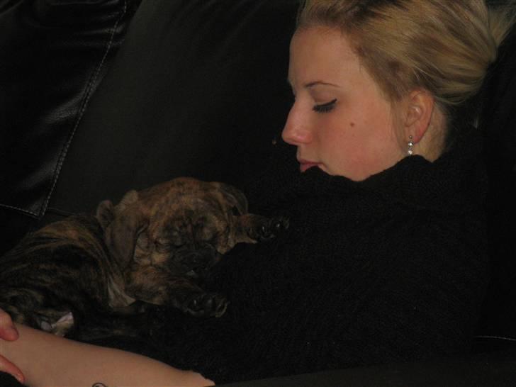 Blanding af racer Bella<3 - 8 uger her sidder vi godt og sover billede 12