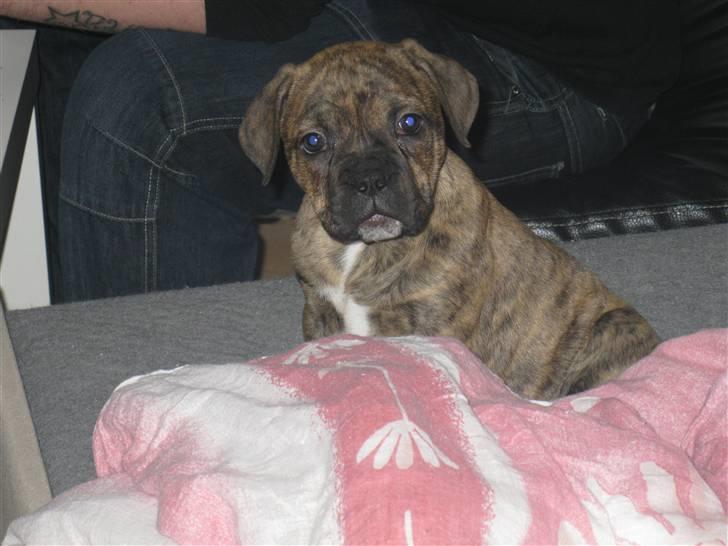 Blanding af racer Bella<3 - 8 uger. billede 13