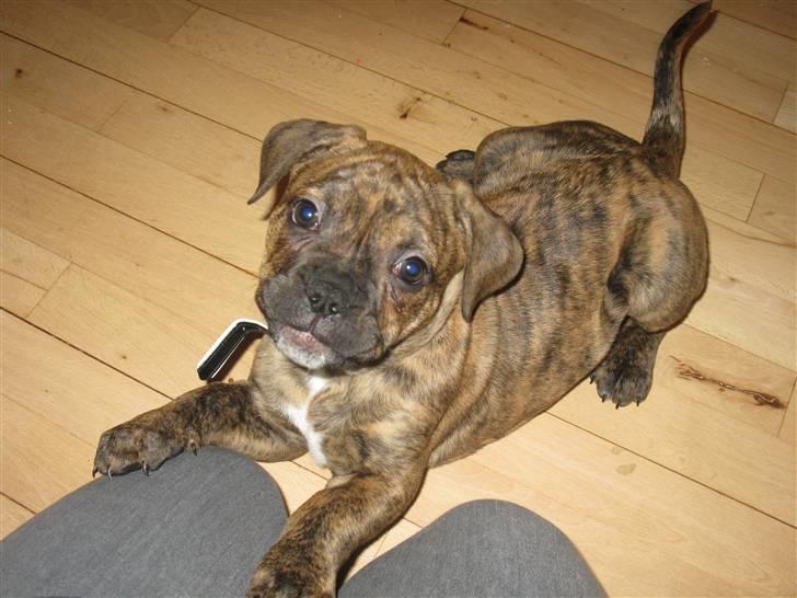 Blanding af racer Bella<3 - 9 uger dejlig legesyg billede 14