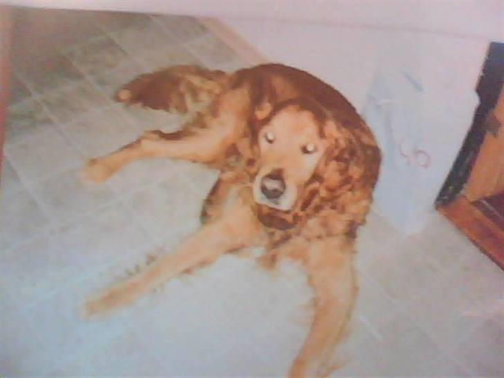 Golden retriever Rossi <3 R.I.P :( - 2 dage inden han blev aflivet .. ): billede 1