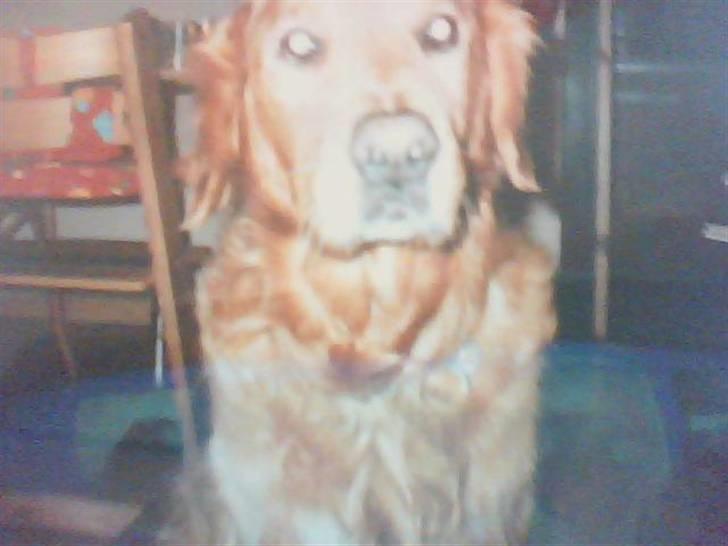 Golden retriever Rossi <3 R.I.P :( - i det gamle køkken xD billede 2