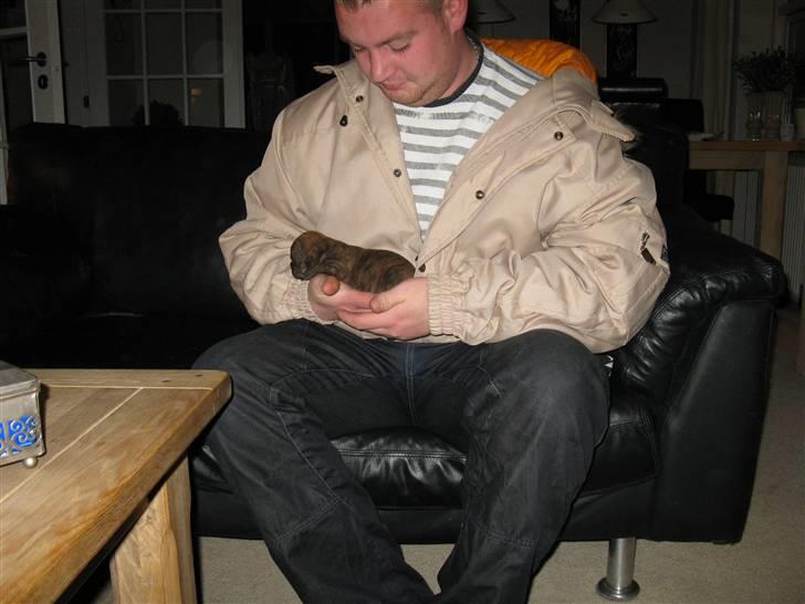 Blanding af racer Bella<3 - 2 uger første gang christian sidder med hende. billede 15