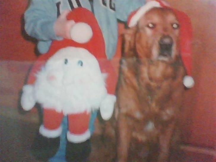 Golden retriever Rossi <3 R.I.P :( - Rossi i julen :D billede 3