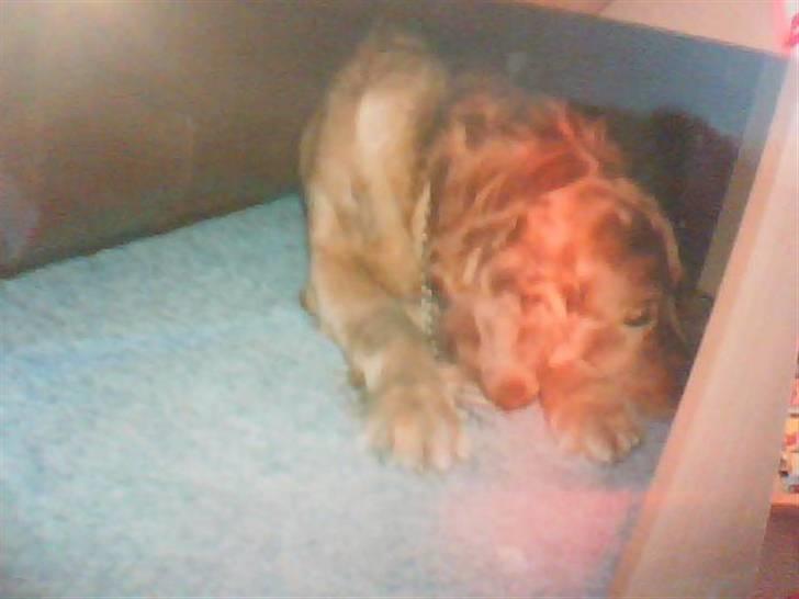 Golden retriever Rossi <3 R.I.P :( - Han sover billede 4