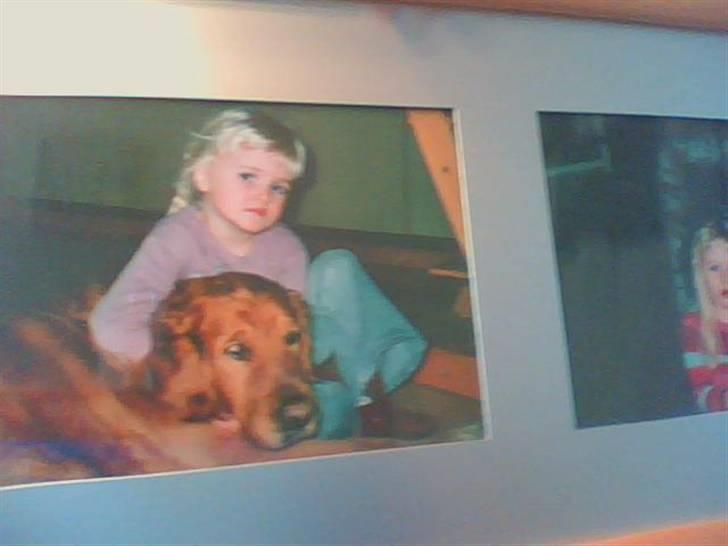 Golden retriever Rossi <3 R.I.P :( billede 6