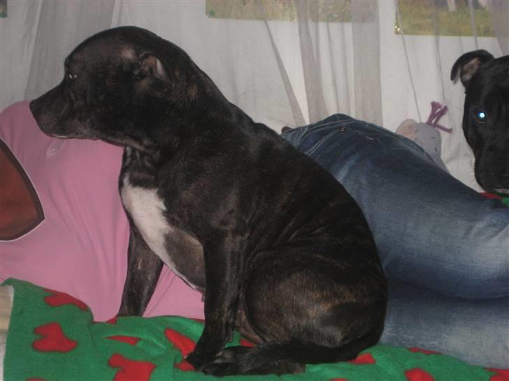 Staffordshire bull terrier luca billede 17