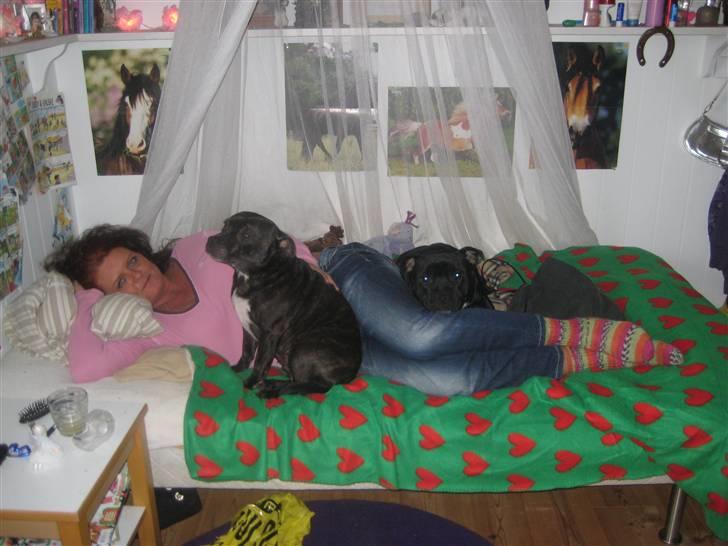 Staffordshire bull terrier luca billede 18