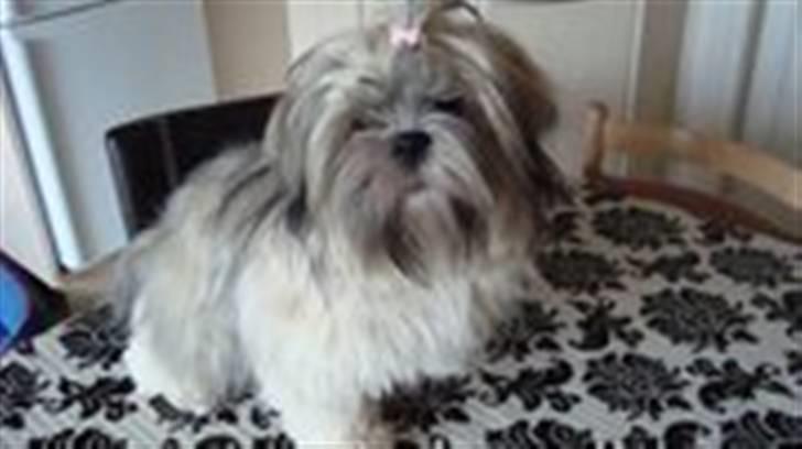 Lhasa apso Bianca billede 5