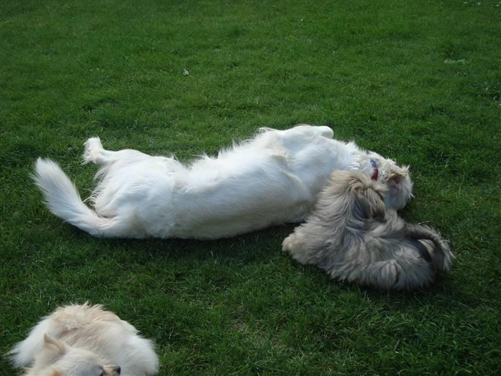 Lhasa apso Bianca billede 6