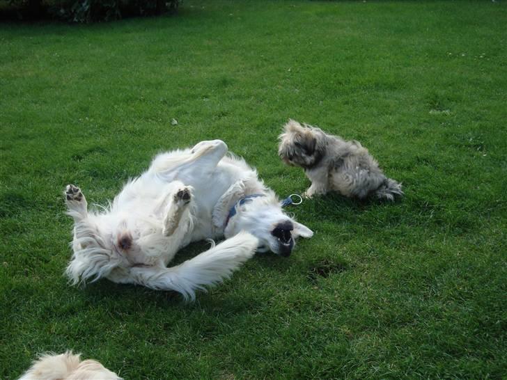 Lhasa apso Bianca billede 7