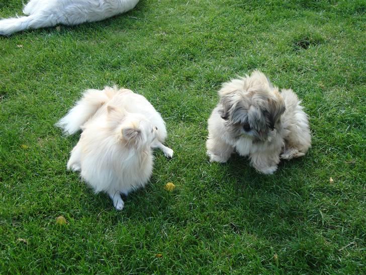 Lhasa apso Bianca billede 8