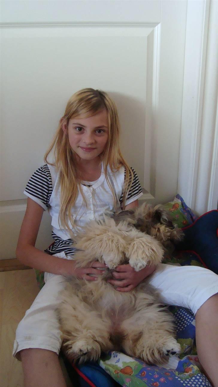 Lhasa apso Bianca billede 9