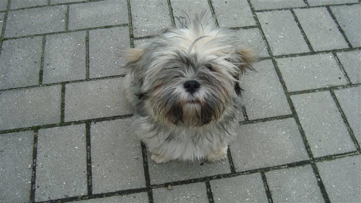 Lhasa apso Bianca billede 10