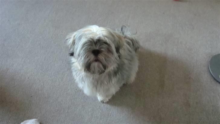 Lhasa apso Bianca billede 11