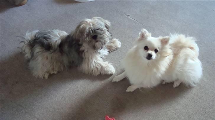 Lhasa apso Bianca billede 12