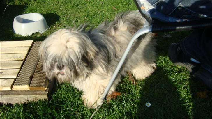 Lhasa apso Bianca billede 13