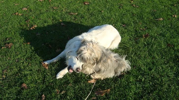 Lhasa apso Bianca billede 14