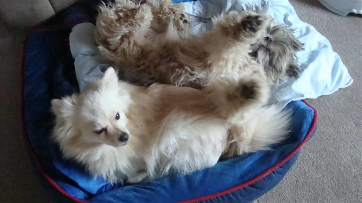 Lhasa apso Bianca billede 15