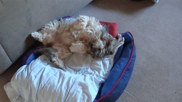 Lhasa apso Bianca billede 16