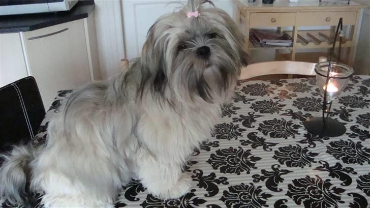 Lhasa apso Bianca billede 17