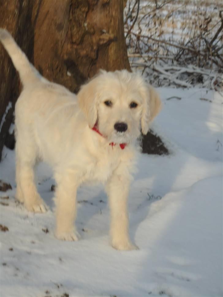 Blanding af racer Valder (yy)<3 solgt. - hej din lille jule mand !♥ billede 1