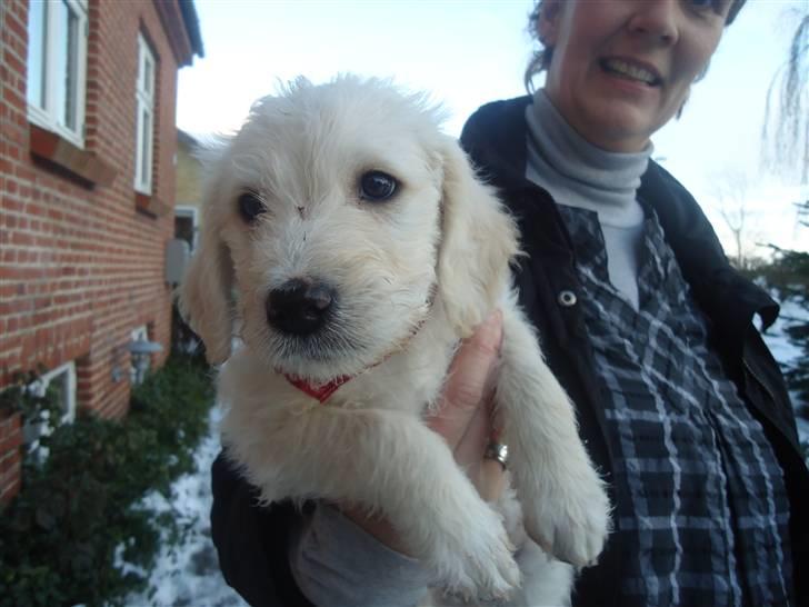 Blanding af racer Valder (yy)<3 solgt. billede 2