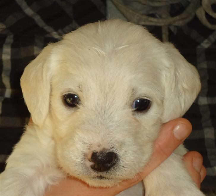 Blanding af racer Valder (yy)<3 solgt. billede 3