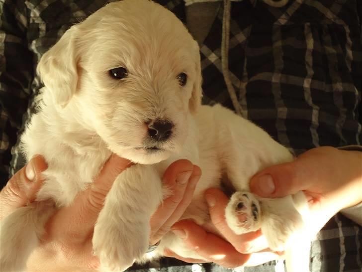 Blanding af racer Valder (yy)<3 solgt. billede 4