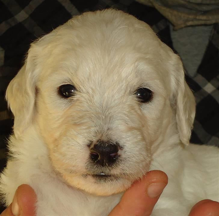 Blanding af racer Valder (yy)<3 solgt. billede 5