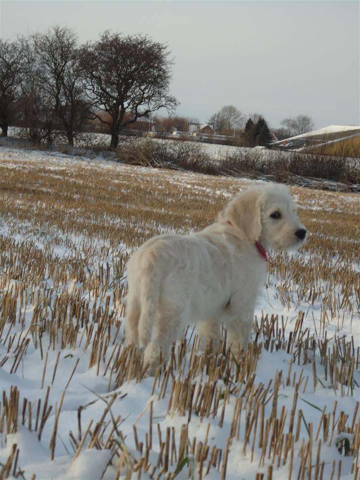 Blanding af racer Valder (yy)<3 solgt. billede 6