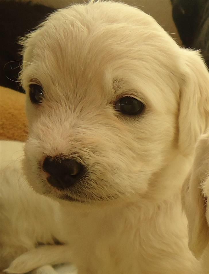 Blanding af racer Valder (yy)<3 solgt. billede 7