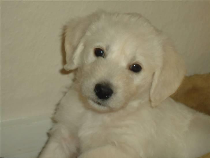 Blanding af racer Valder (yy)<3 solgt. billede 8