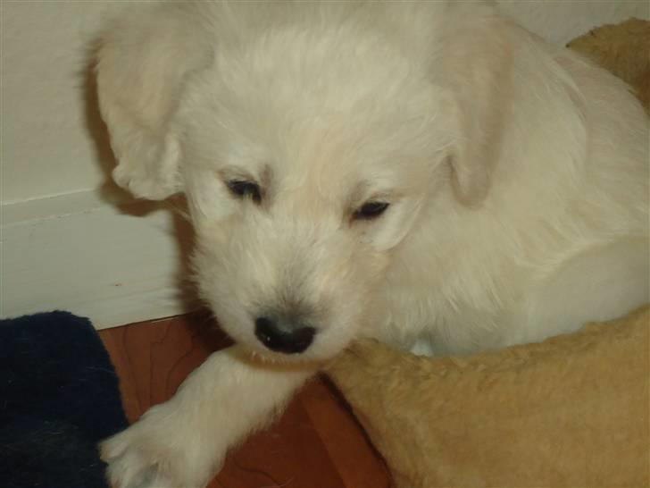 Blanding af racer Valder (yy)<3 solgt. billede 9