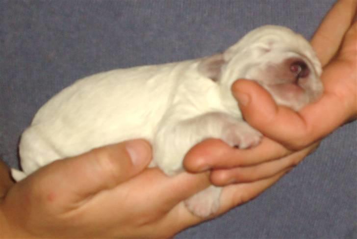 Blanding af racer Valder (yy)<3 solgt. billede 10