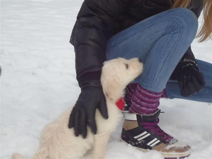 Blanding af racer Valder (yy)<3 solgt. billede 11