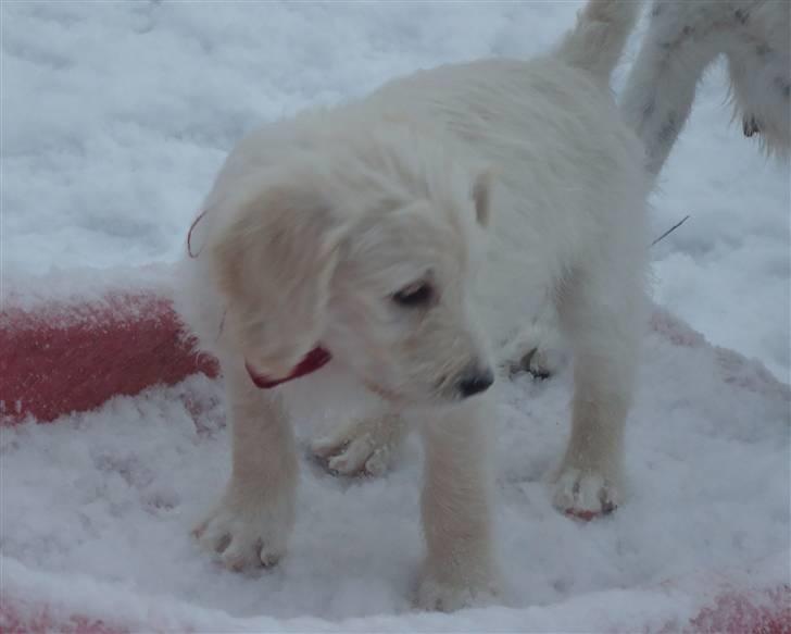 Blanding af racer Valder (yy)<3 solgt. billede 12