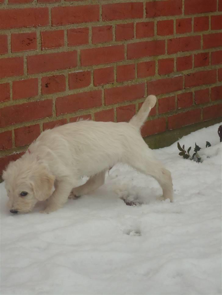 Blanding af racer Valder (yy)<3 solgt. billede 13