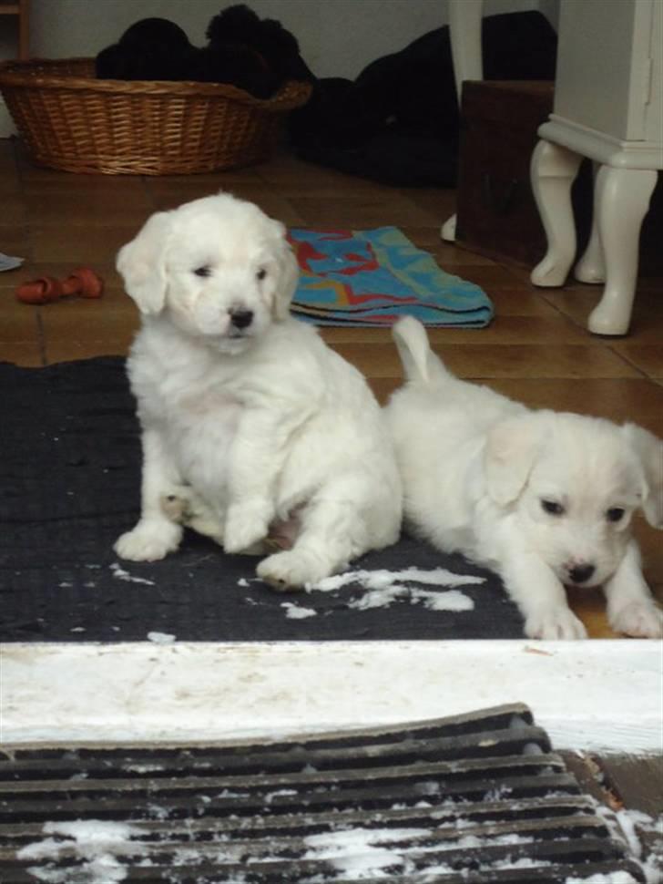 Blanding af racer Valder (yy)<3 solgt. billede 14