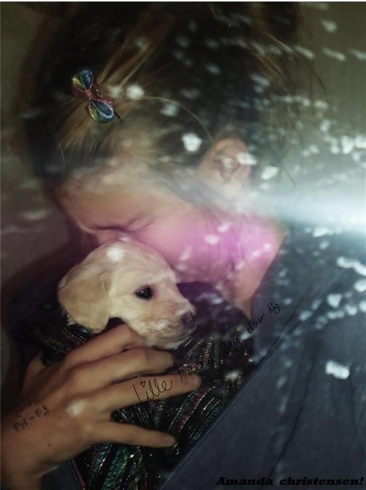 Blanding af racer Valder (yy)<3 solgt. billede 15