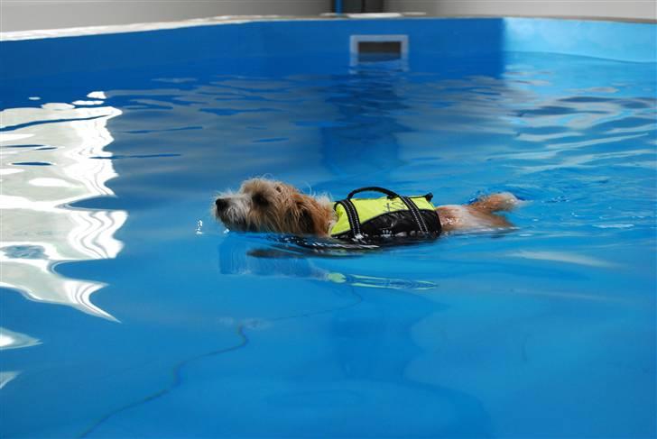 Parson russell terrier Molly  - Molly til hundesvømning billede 18