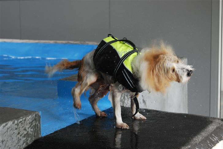 Parson russell terrier Molly  billede 19