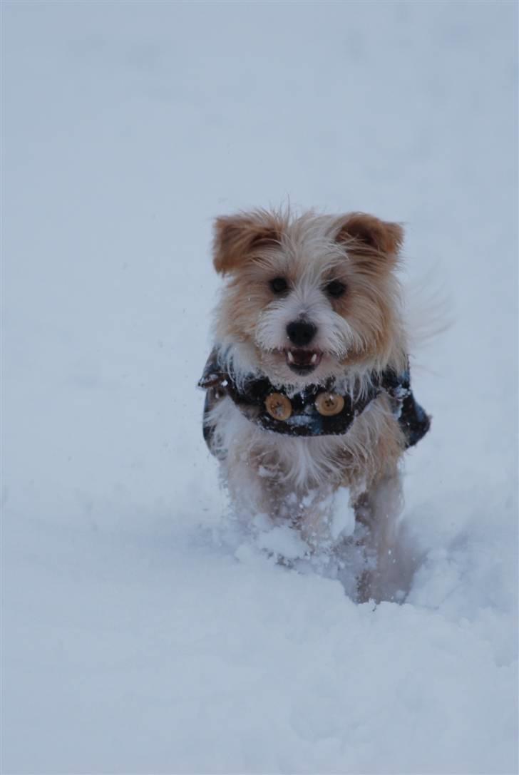 Parson russell terrier Molly  billede 3