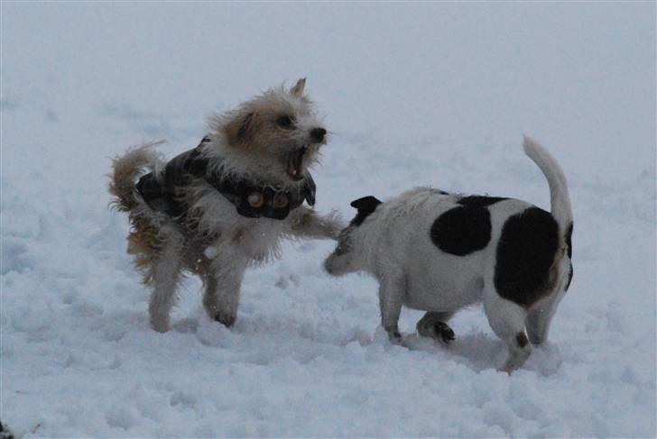 Parson russell terrier Molly  - Molly og Plet leger billede 20