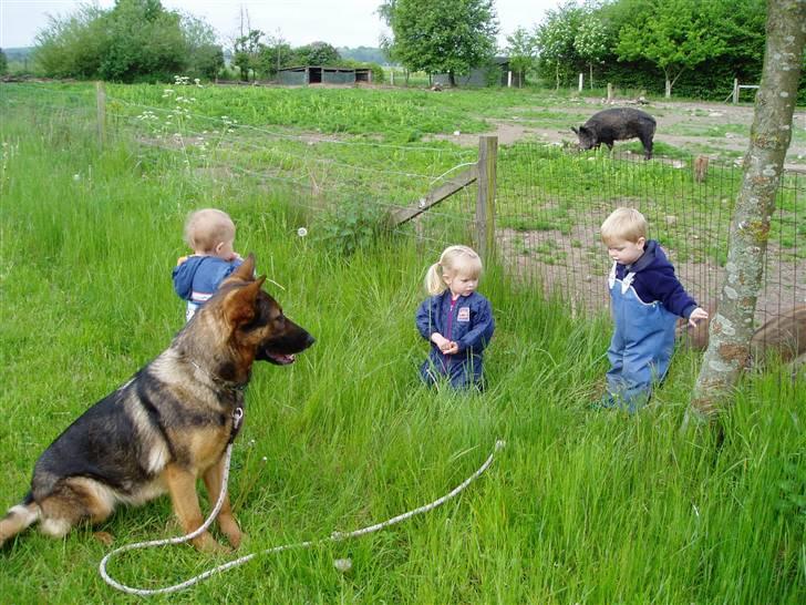 Schæferhund Sussi <3 billede 10