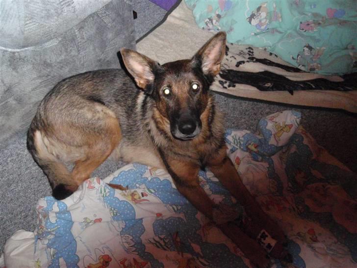 Schæferhund Sussi <3 billede 11