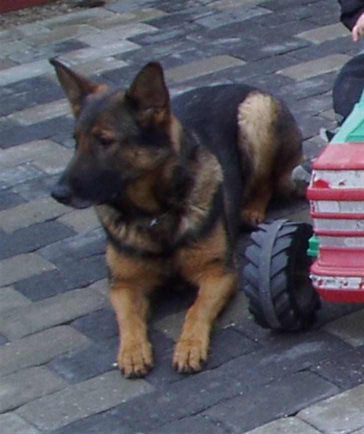 Schæferhund Sussi <3 billede 12