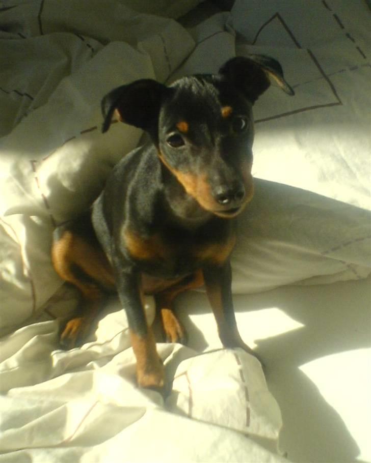 Dvaergpinscher rødkildes chanel billede 4