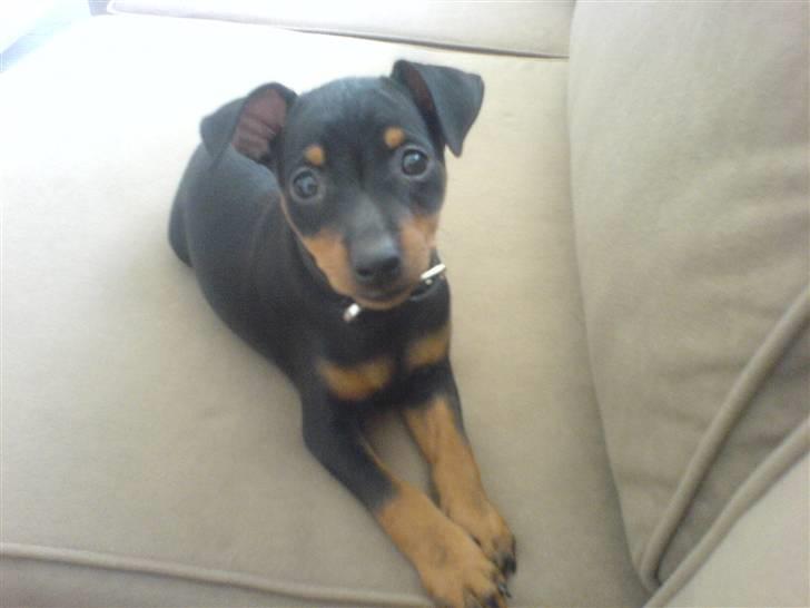 Dvaergpinscher rødkildes chanel billede 5