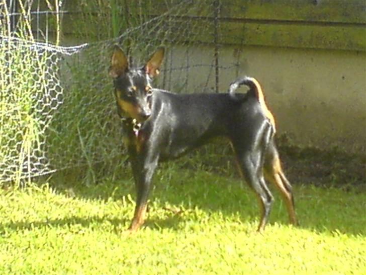 Dvaergpinscher rødkildes chanel billede 7